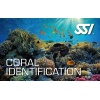 ssi-coral_1668426498