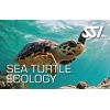 ssi-turtle_602738236